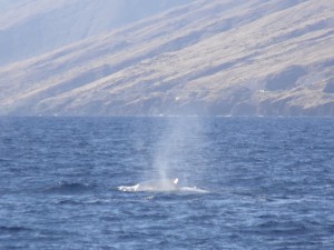 The newly arrived whales seem to announce their arrival with infrequent puffs of breath and spend the first days of their Maui visit just resting.