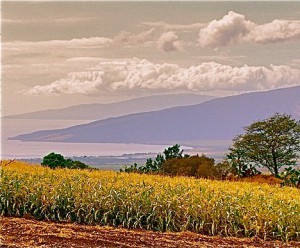 Kula corn fields