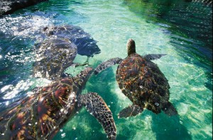 Honu at Maui Ocean Center