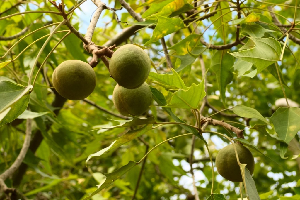 The Incredible Kukui Nut