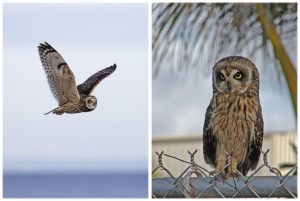 Native Owl, called Pueo