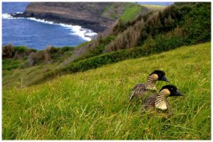 Hawaiian Goose called a Nene.