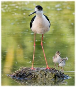 Hawaiian Stilt bird