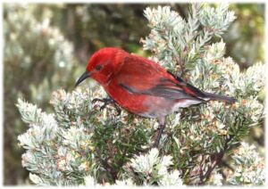 ' Native Hawaiian apapane