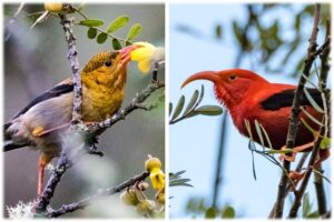 Juvenile and adult native Hawaiian I'iwi bird