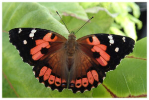 Native Hawaiian Kamehameha Butterfly is the official Hawai'i state insect.