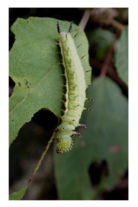 Young Pulelehua caterpillar.