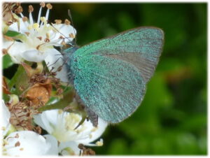 Hawaiian Blue or Koa butterfly is the other native species of Hawaiian Butterfly.