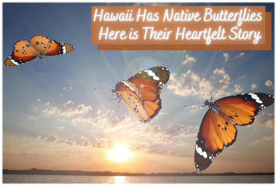 Hawai'i has 2 breeds of indigenous butterflies.