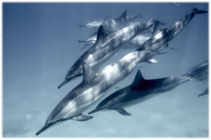 Maui dolphins.