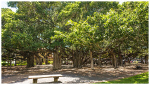 Lāhainā famous Banyan Tree